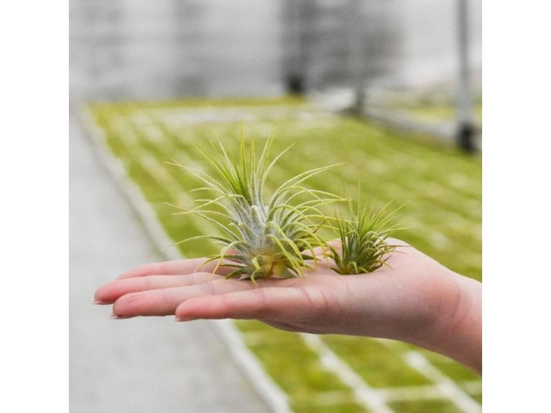 Luchtplantjes love Luchtplantjes love