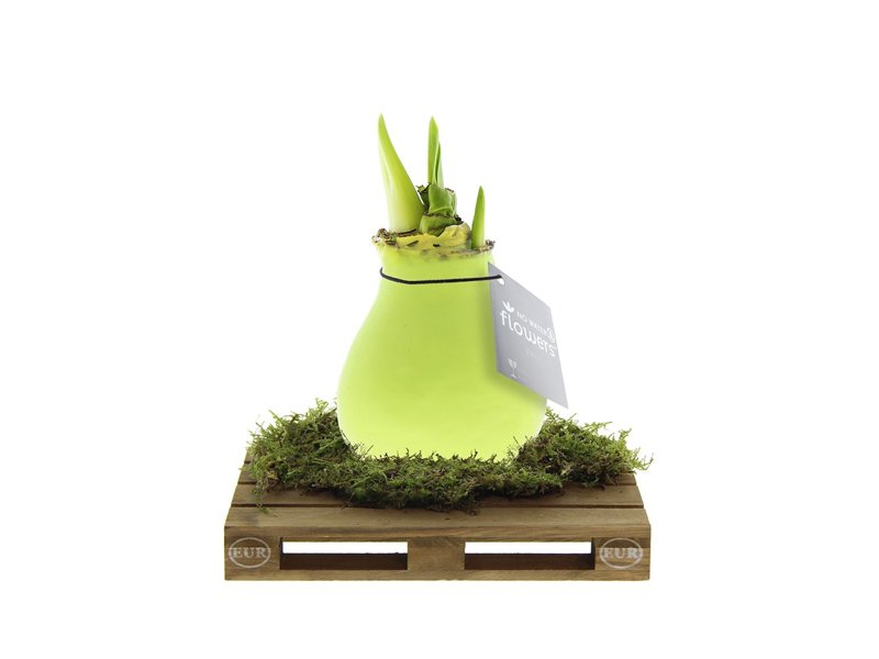 No Water Flowers® - Waxz® on pallet No Water Flowers® - Waxz® on pallet