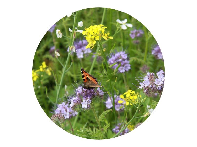 Bloemenzaad vlinder en bijen 4 gram