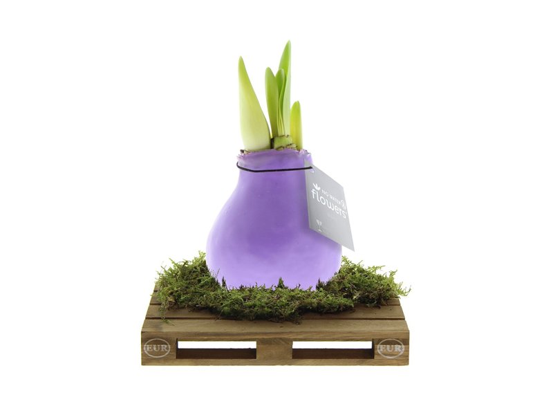 No Water Flowers® - Waxz® on pallet No Water Flowers® - Waxz® on pallet