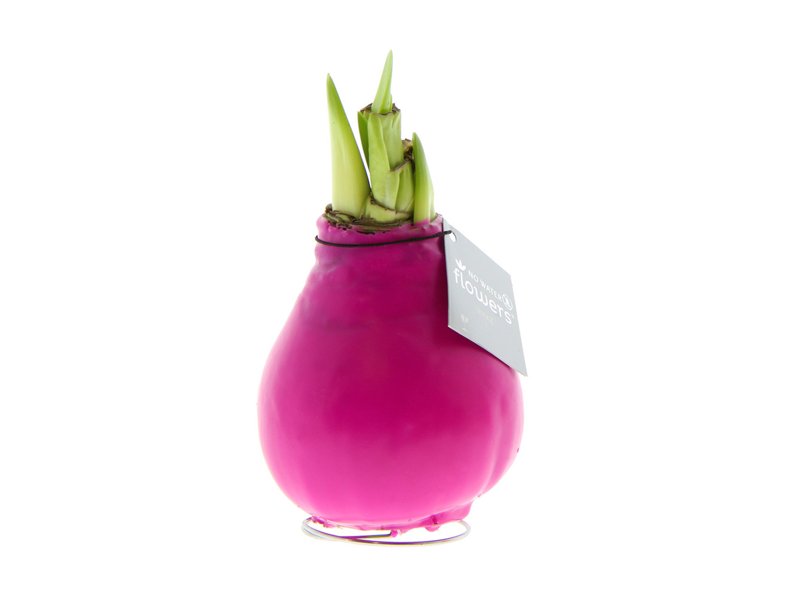 No Water Flowers® - Waxz® Colours No Water Flowers® - Waxz® Colours