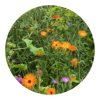 Bloemenzaad wilde bloemen 4 gram