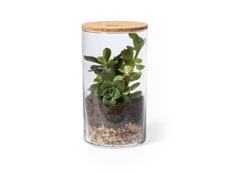 Terrarium Anymak