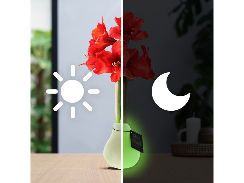 No Water Flowers® - Waxz® Glowz No Water Flowers® - Waxz® Glowz