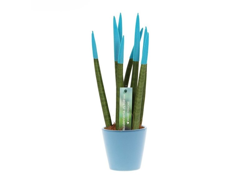 Sansevieria Topline® - Velvet Touchz® medium Sansevieria Topline® - Velvet Touchz® medium