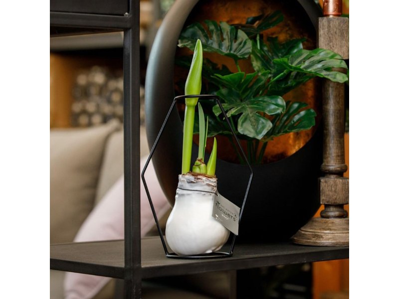 No Water Flowers® - Formz modern No Water Flowers® - Formz modern