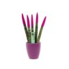 Sansevieria Topline® - Velvet Touchz® small Sansevieria Topline® - Velvet Touchz® small