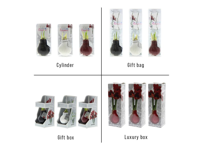 No Water Flowers® - Waxz® Colours No Water Flowers® - Waxz® Colours