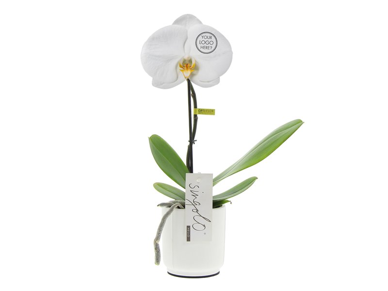 Message Printz® - Singolo Orchidee