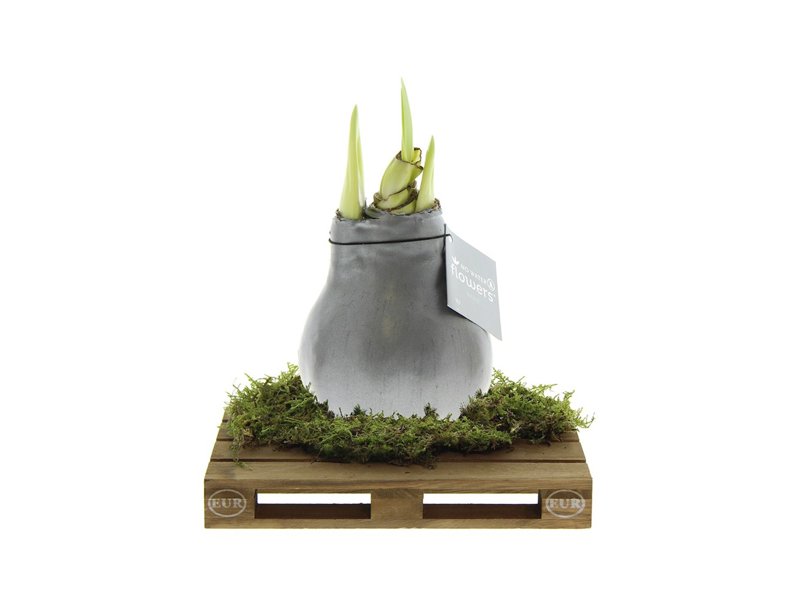 No Water Flowers® - Waxz® on pallet No Water Flowers® - Waxz® on pallet