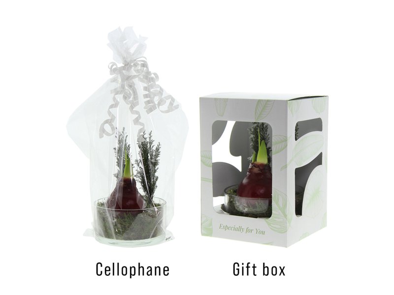 No Water Flowers® - Christmas glass elegance No Water Flowers® - Christmas glass elegance