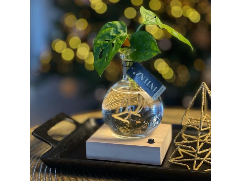 Hydroponie lichtplantje in giftbox Hydroponie lichtplantje in giftbox