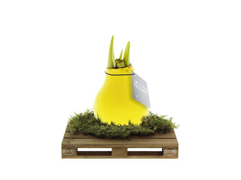 No Water Flowers® - Waxz® on pallet No Water Flowers® - Waxz® on pallet