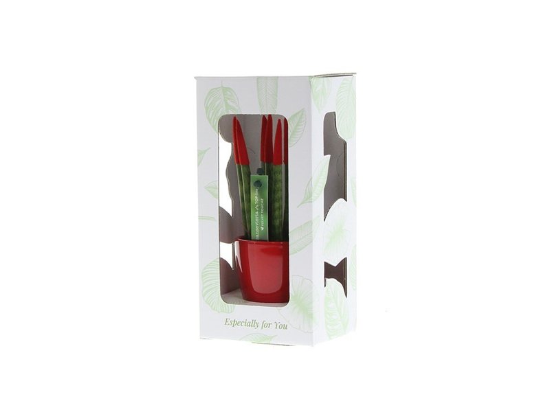 Sansevieria Topline® - Velvet Touchz® small Sansevieria Topline® - Velvet Touchz® small