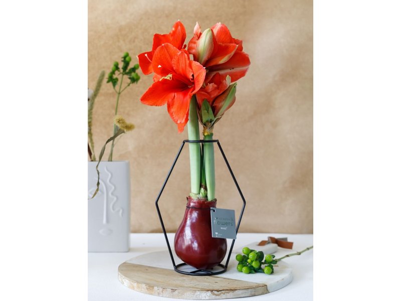 No Water Flowers® - Formz modern No Water Flowers® - Formz modern