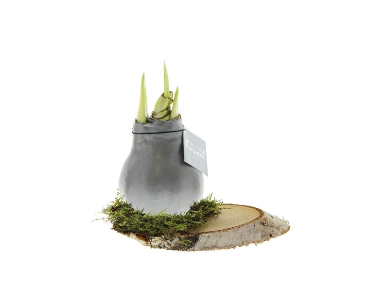 No Water Flowers® - Waxz® on wood No Water Flowers® - Waxz® on wood