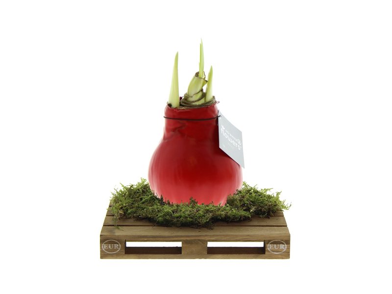 No Water Flowers® - Waxz® on pallet No Water Flowers® - Waxz® on pallet