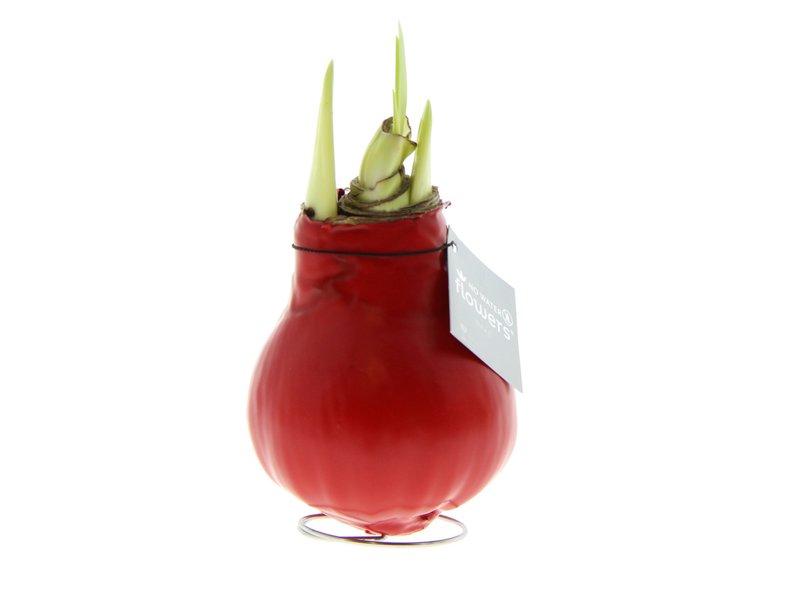 No Water Flowers® - Waxz® Colours No Water Flowers® - Waxz® Colours