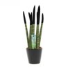 Sansevieria Topline® - Velvet Touchz® medium Sansevieria Topline® - Velvet Touchz® medium