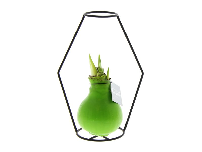 No Water Flowers® - Formz modern No Water Flowers® - Formz modern