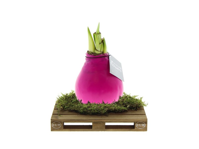 No Water Flowers® - Waxz® on pallet No Water Flowers® - Waxz® on pallet