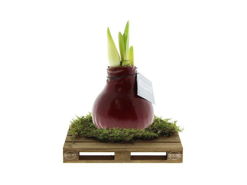 No Water Flowers® - Waxz® on pallet No Water Flowers® - Waxz® on pallet