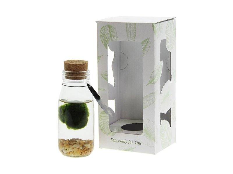 Marimo moss balls - bottle small Marimo moss balls - bottle small