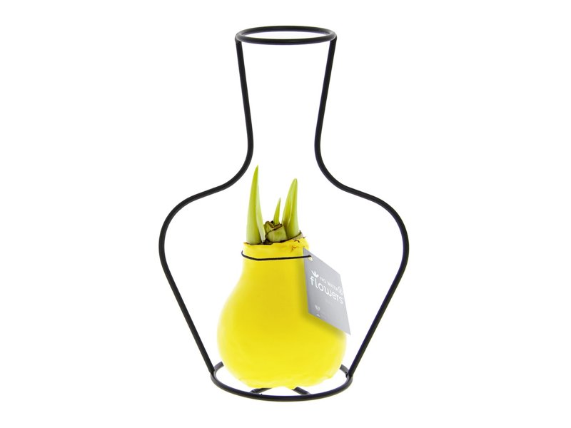 No Water Flowers® - Formz classic No Water Flowers® - Formz classic