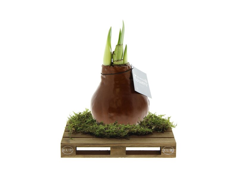 No Water Flowers® - Waxz® on pallet No Water Flowers® - Waxz® on pallet