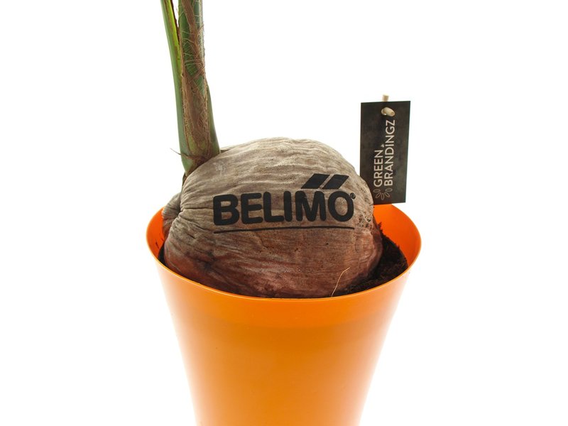 Ontdek de Pracht van GreenBrandingz Kokospalmen | Totziens Promotions Ontdek de Pracht van GreenBrandingz Kokospalmen | Totziens Promotions