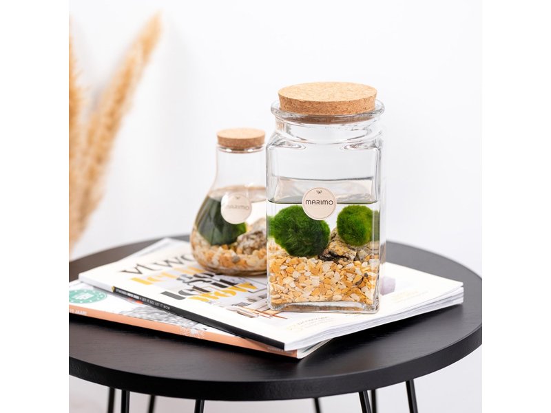 Marimo moss balls - bottle small Marimo moss balls - bottle small