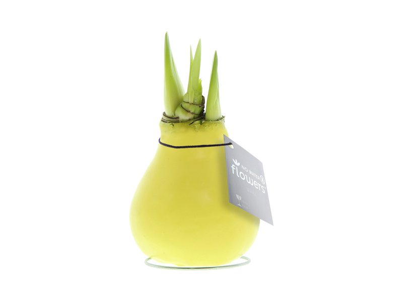 No Water Flowers® - Waxz® Colours No Water Flowers® - Waxz® Colours