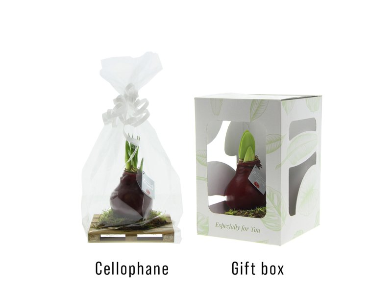 No Water Flowers® - Waxz® on pallet No Water Flowers® - Waxz® on pallet