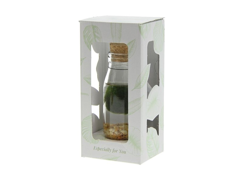 Marimo moss balls - bottle small Marimo moss balls - bottle small