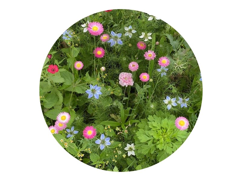 Bloemenzaad droogbloemen 4 gram