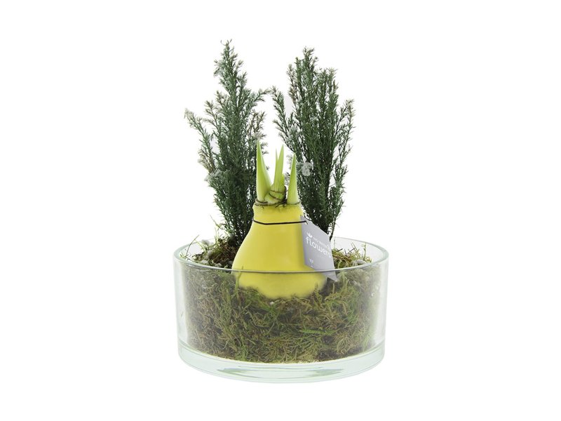 No Water Flowers® - Christmas glass elegance No Water Flowers® - Christmas glass elegance