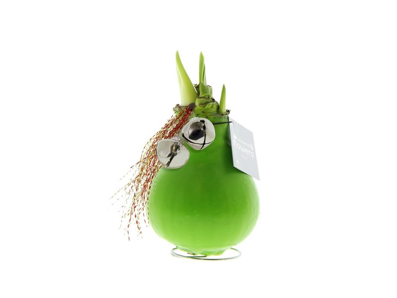 No Water Flowers® - Jingle Bellz No Water Flowers® - Jingle Bellz