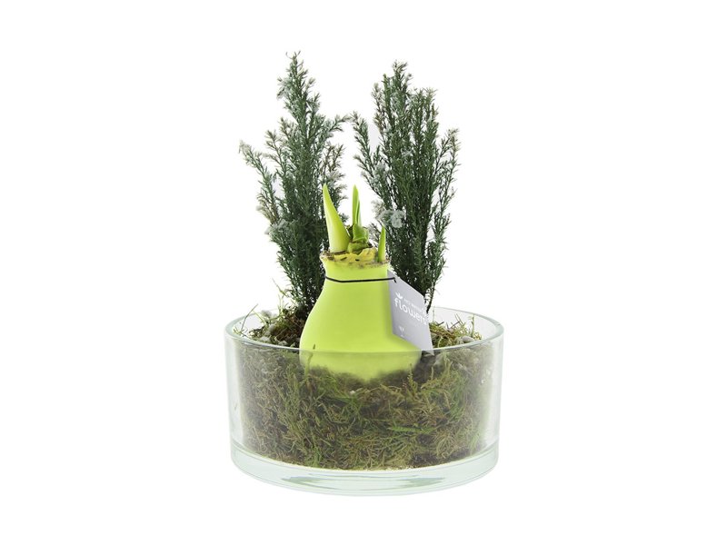 No Water Flowers® - Christmas glass elegance No Water Flowers® - Christmas glass elegance