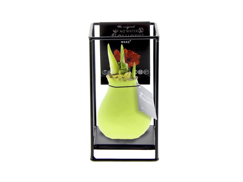 No Water Flowers® - Formz industrial No Water Flowers® - Formz industrial