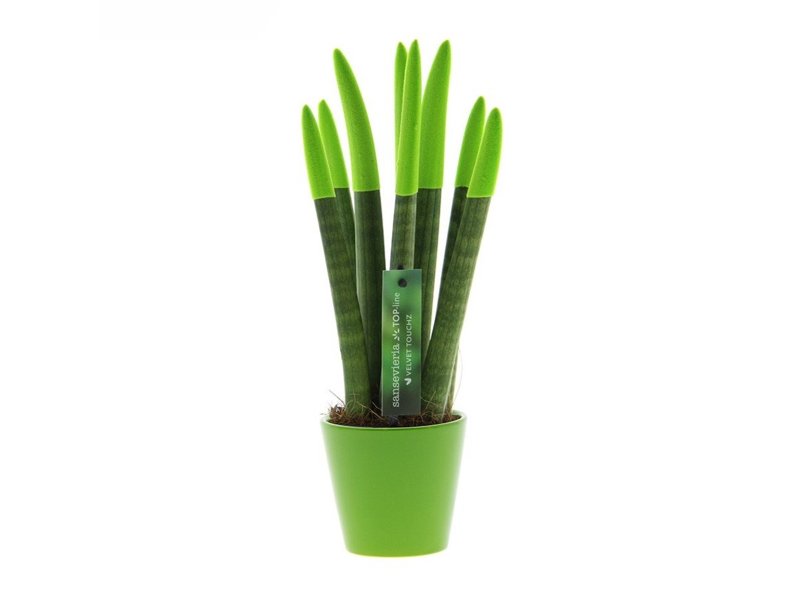 Sansevieria Topline® - Velvet Touchz® medium Sansevieria Topline® - Velvet Touchz® medium