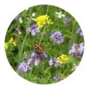 Bloemenzaad vlinder en bijen 4 gram