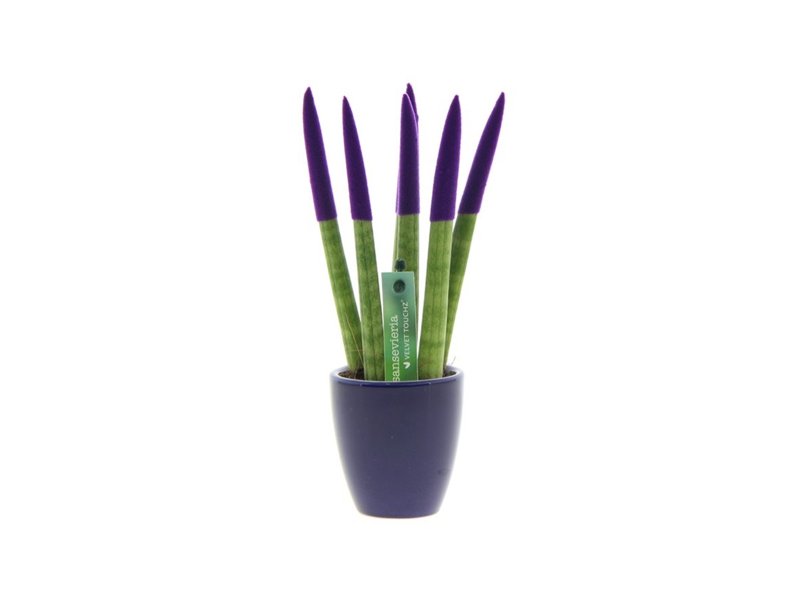 Sansevieria Topline® - Velvet Touchz® small Sansevieria Topline® - Velvet Touchz® small
