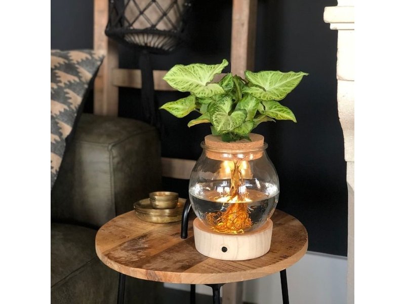 Hydroponie plant in bolglas met ledlicht in giftbox Hydroponie plant in bolglas met ledlicht in giftbox