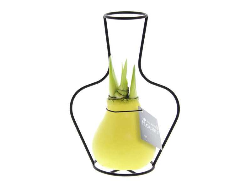 No Water Flowers® - Formz classic No Water Flowers® - Formz classic