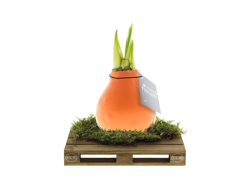 No Water Flowers® - Waxz® on pallet No Water Flowers® - Waxz® on pallet