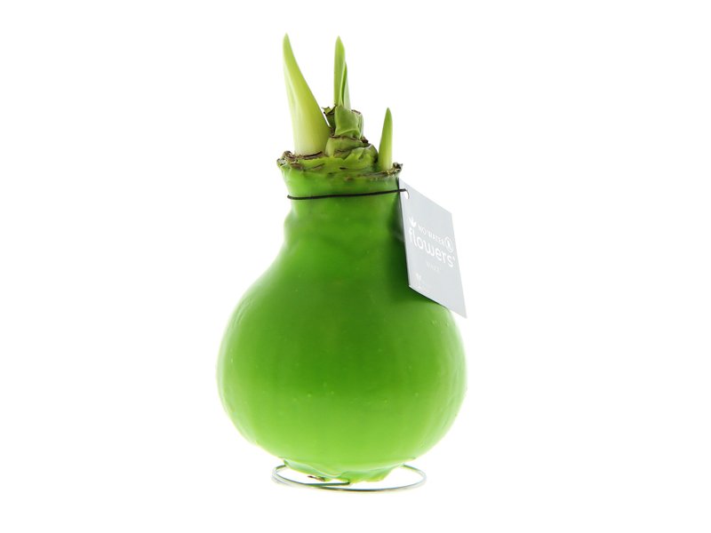 No Water Flowers® - Waxz® Colours No Water Flowers® - Waxz® Colours