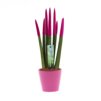 Sansevieria Topline® - Velvet Touchz® medium Sansevieria Topline® - Velvet Touchz® medium