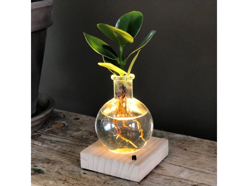 Hydroponie lichtplantje in giftbox Hydroponie lichtplantje in giftbox