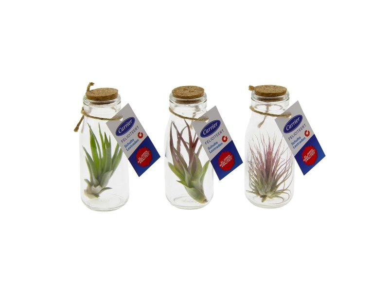 Luchtplantjes love Luchtplantjes love