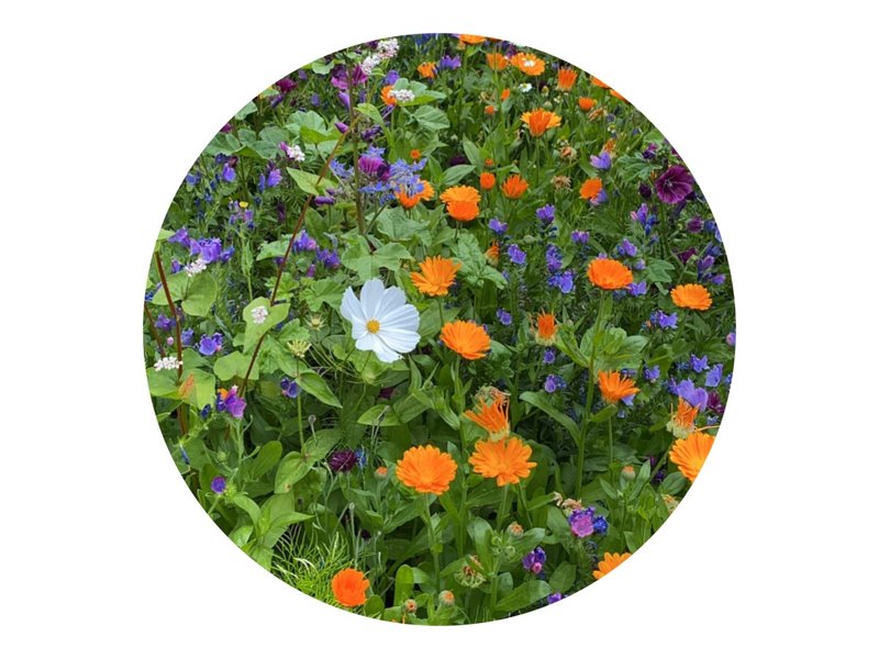 Bloemenzaad snijbloemen 4 gram